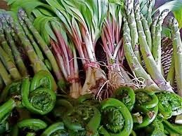 fiddleheads and ramps